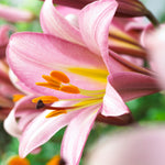Lily - Premium OT Hybrid - Pink Planet