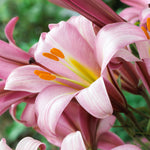 Lily - Premium OT Hybrid - Pink Planet