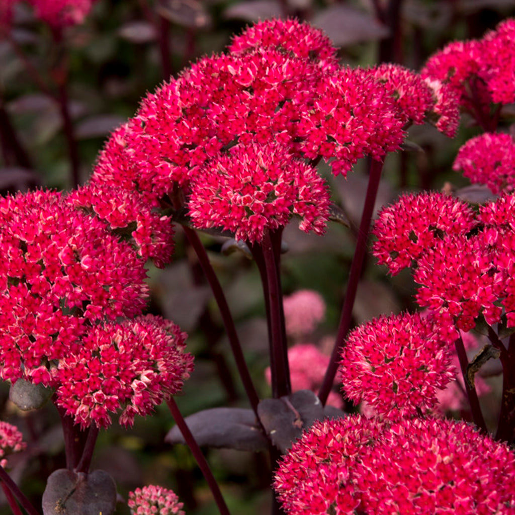 Sedum - Red Cauliflower
