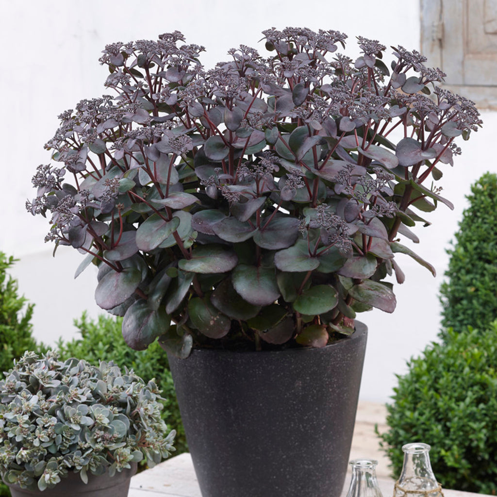 blue pearl succulent Sedum - SunSparkler® Blue Pearl