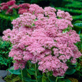 Sedum - Brilliant - Garden Succulent