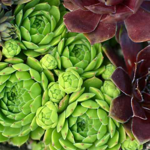 Sempervivum - Hens and Chicks Mix - Succulent