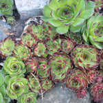 Sempervivum - Hens and Chicks Mix - Succulent