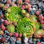 Sempervivum - Hens and Chicks Mix - Succulent