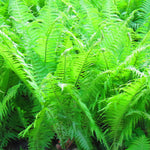 Fern - Lady - Woodland Plant