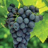 Grape - Seedless Concord Blue - GMO Free