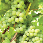 Grape - Niagara Seedless - GMO Free