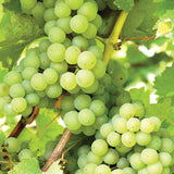 Grape - Niagara Seedless - GMO Free