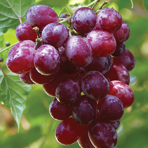 Grape - Seedless Catawba - GMO Free