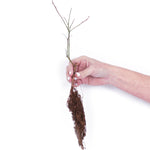 Blueberry - Patch Collection - GMO Free