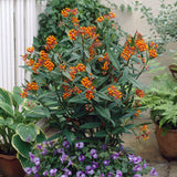 Asclepias - Gay Butterfly Mix - Support The Monarchs