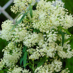 Asclepias - Ice Ballet - Support The Monarchs