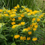 Asclepias - Hello Yellow - Support The Monarchs