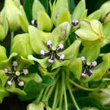 Asclepias - Green Beauty - Support The Monarchs