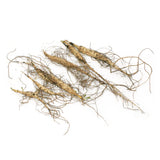 Asclepias - Sweet Monarch Blend - Exclusive