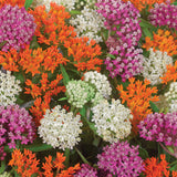 Asclepias - Sweet Monarch Blend - Exclusive