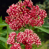 Asclepias - Incarnata Pink - Support The Monarchs