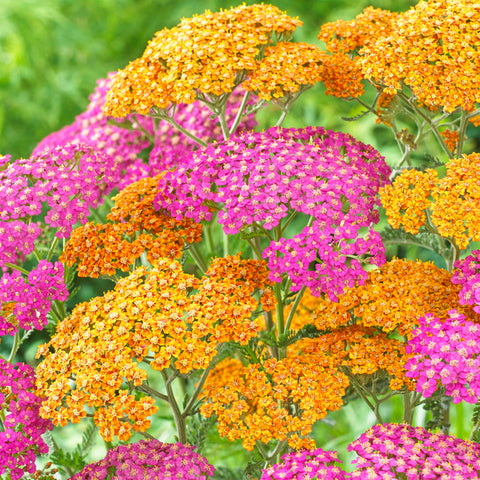 Achillea - Fragrant Terra Cotta Blend - For A Pollinator Friendly Garden