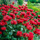Monarda - Bee Balm - Mix