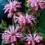 Monarda - Bee Balm - Mix