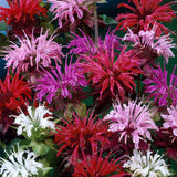 Monarda - Bee Balm - Mix