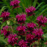 Monarda - Bee Balm - Mix
