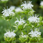 Monarda - Bee Balm - Ice Out