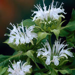 Monarda - Bee Balm - Ice Out