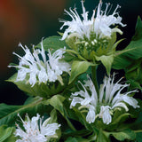 Monarda - Bee Balm - Ice Out
