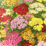 Achillea - Yarrow Mix