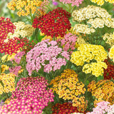Achillea - Yarrow Mix
