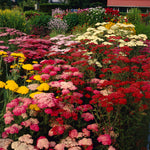 Achillea - Yarrow Mix