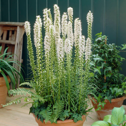 Liatris Spicata - White - Blazing Star