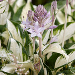 Hosta - Fire and Ice
