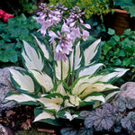 Hosta - Fire and Ice