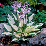 Hosta - Fire and Ice