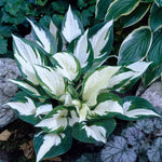 Hosta - Fire and Ice