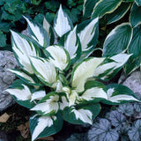 Hosta - Fire and Ice