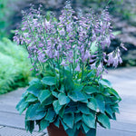 Hosta - Halcyon