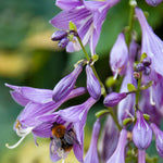 Hosta - Halcyon