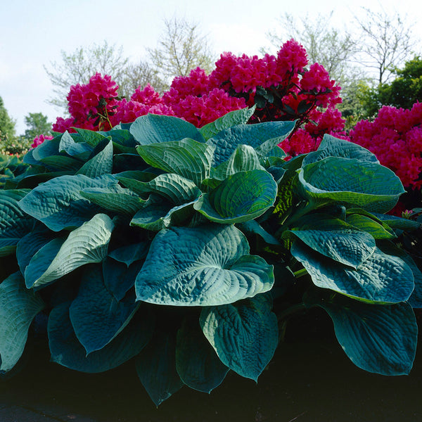 Hosta