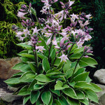 Hosta - Francee