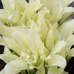Hosta - White Feather