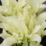 Hosta - White Feather
