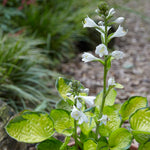 Hosta - Rainforest Sunrise