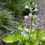Hosta - Rainforest Sunrise