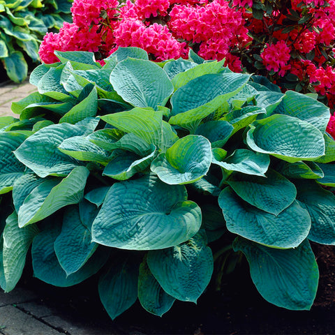 Hosta - Sieboldiana