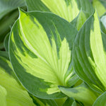Hosta - Whirlwind