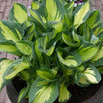 Hosta - Whirlwind