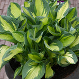 Hosta - Whirlwind